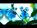 Beautiful Natural Flowers Garden Video