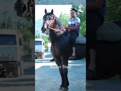 , title : 'horse of Kazakhstan 🇰🇿 atsaudasy.kz'