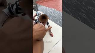Macaquinho Fofo Fica com Ciúmes do Novato 🐵❤️
