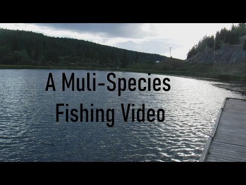 A Multi- Species Fishing Video