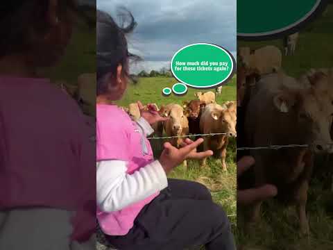 Les vaches adorent écouter les petites filles chanter pour elles !