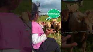 Les vaches adorent écouter les petites filles chanter pour elles !