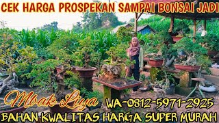 Download lagu Cek harga PROSPEKAN sampai bonsai jadi bahan kwalitas harga super murahπ² 0812-5971-2925 mp3 Download lagu Cek harga PROSPEKAN sampai bonsai jadi bahan kwalitas harga super murahπ² 0812-5971-2925 mp3