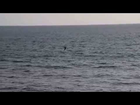 Vissende pelikaan en eend - Point Mugu, California