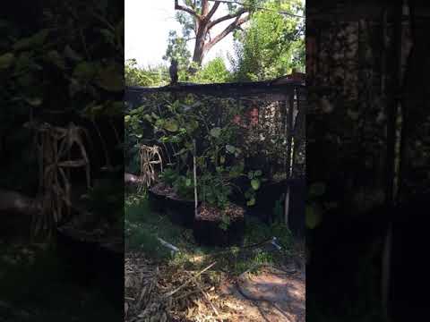 Uncommon Kava Pests in California