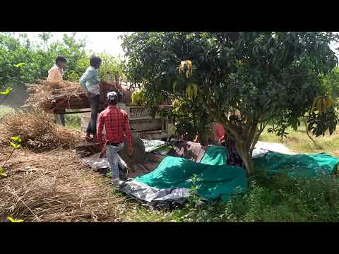 BEAUTIFULLY EXTRACTION OF YELLOW MUSTARD SEEDS FROM FARM || FOR MAKING YELLOW MUSTARD OIL|| CUTTING
