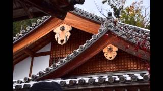 preview picture of video 'Suzumushi dera(Kegon ji temple) in Arashiyama,Kyoto / 京都嵐山・鈴虫寺（華厳寺）'