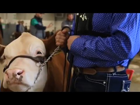 What it's like to attend an animal auction