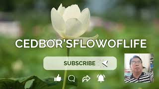 CEDBORFLOWOFLIFE [SING2DMAX] / GUSA REGIONAL SCIENCE HIGH SCHOOL HYMN / CEDBORSING2DMAX2567