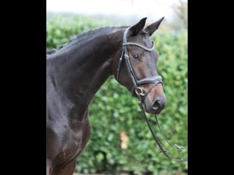 Rappstute Minerva von Morricone aus der Feinsliebchen