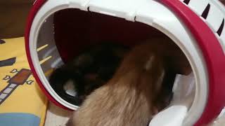朝からケンカ  今日のフェレット  20/05/06