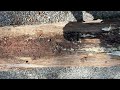 Carpenter Ants Hide in Pieces of Wood in Lawrence Township, NJ