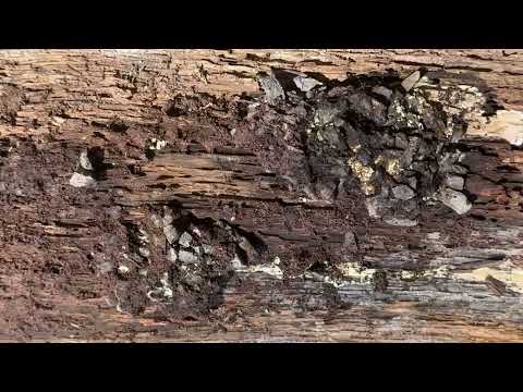 Carpenter Ants Hide in Pieces of Wood in Lawrence Township, NJ