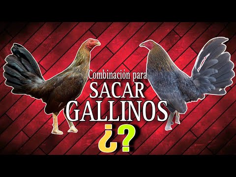 COMBINACIÓN para sacar GALLINOS | Gallos Finos🐓