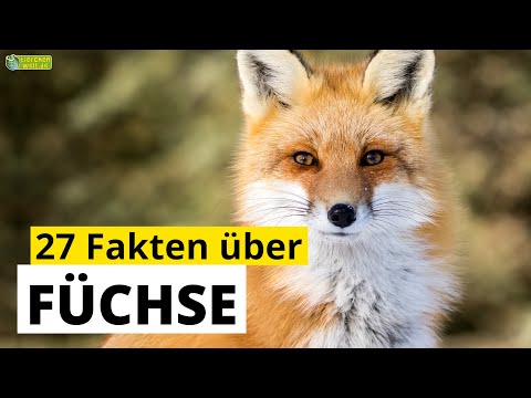 27 Steckbrief-Fakten über Füchse - Doku-Wissen über Tiere - für Kinder
