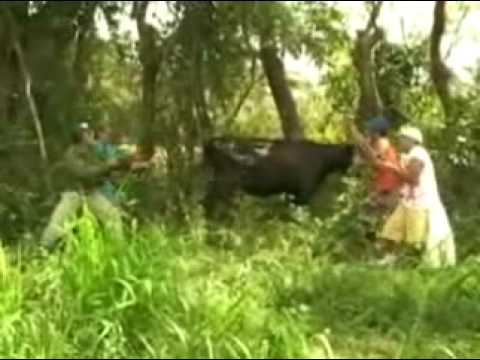 parodia del animal (gente de zona)