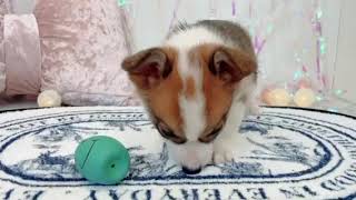 コーギーの動画01