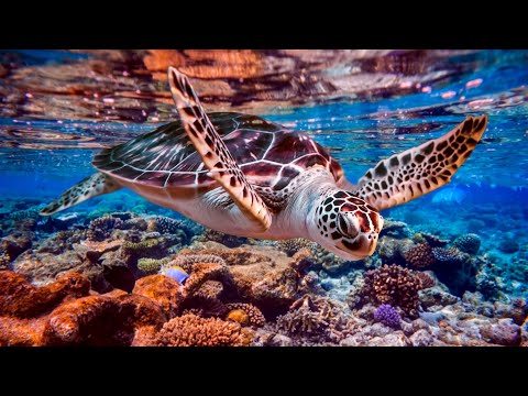 12 HOURS Stunning 4K Underwater footage + Music | Nature Relaxation™ Rare & Colorful Sea Life Video