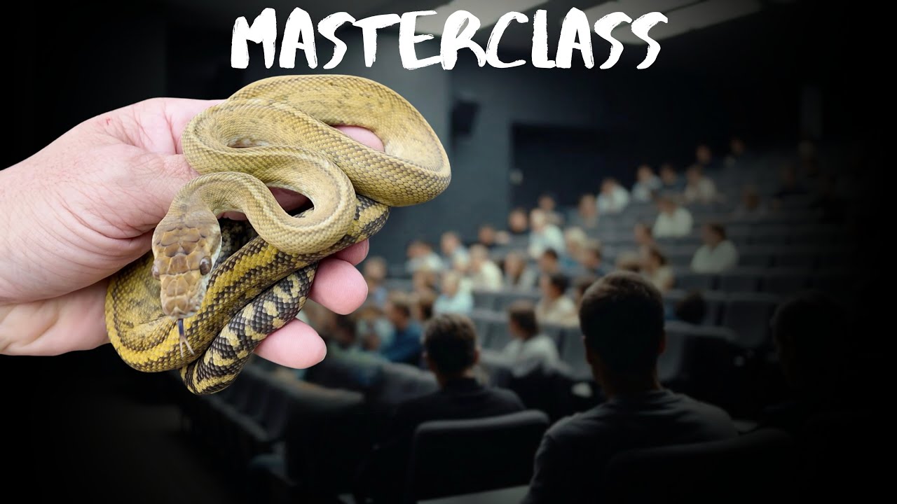 MASTERCLASS: Moluccan Scrub Python (Simalia clastolepis)