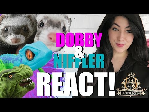 太可愛了!我的寵物FERRETS對東西的反應 (多比和Niffler) (SO CUTE! My Pet FERRETS REACT To Stuff (Dobby and Niffler))