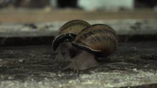 preview picture of video 'La ferme aux escargots / The farm of snails  (Drôme - France)'