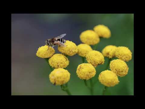 Flux Vortex, Xavy Rusan - Not Your Baby (Mainstream Hip Hop)