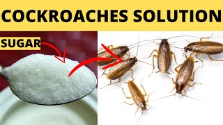 the best Way Get Rid Of Cockroaches Fast, Overnight And Forever In Kitchen Cabinets Naturally