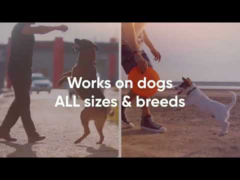 Dog Bark Deterrent Device Stops Bad Behavior