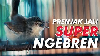 Download lagu SUARA BURUNG #14: PRENJAK JALI SUPER NGEBREN mp3
