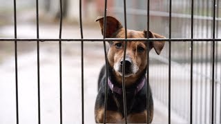Zu Besuch im Tierheim Berlin