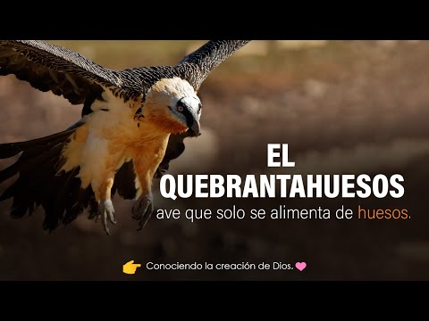 EL QUEBRANTAHUESOS ave que solo se alimenta de huesos.