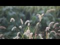 Malayalam Song