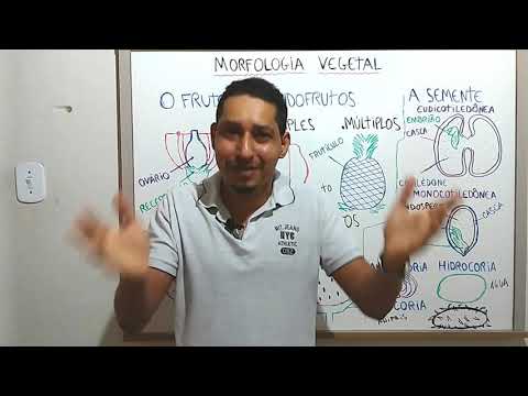 MORFOLOGIA BÁSICA DO FRUTO, DOS PSEUDOFRUTOS E DA SEMENTE