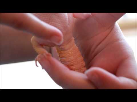 download lagu mp3 mp4 Gecko Uts, download lagu Gecko Uts gratis, unduh video klip Gecko Uts