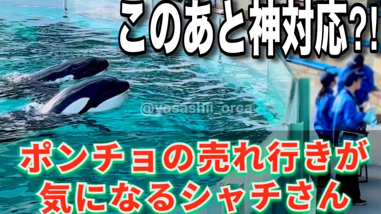 【癒し】ポンチョ販売に苦戦するスタッフ…心配したシャチがとった行動が愛おしすぎた
