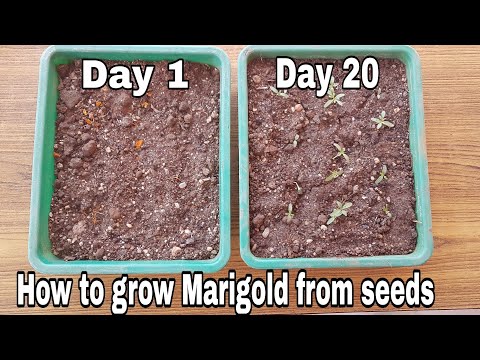 Grow Marigold Plants from Seeds