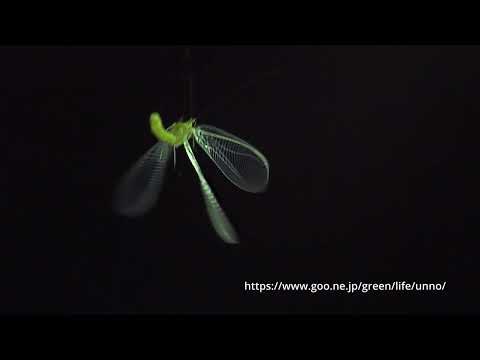 オオフトヒゲクサカゲロウの飛翔