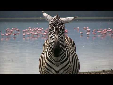 Why Zebra Are Terrible Horses