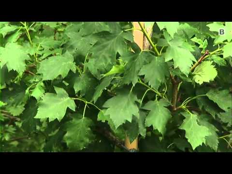 Elsbeere: Baum des Jahres