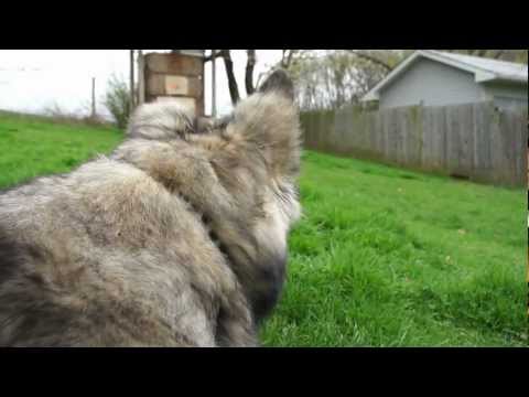 download lagu mp3 mp4 Shiloh Shepherd Breeders Pa, download mp3 Shiloh Shepherd Breeders Pa free download mp3, download mp3 Shiloh Shepherd Breeders Pa