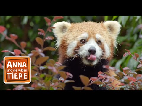 Wo versteckt sich der rote Panda? | Reportage für Kinder | Anna und die wilden Tiere