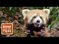 Wo Versteckt Sich Der Rote Panda Reportage Für Kinder Anna Und Die Wilden Tiere