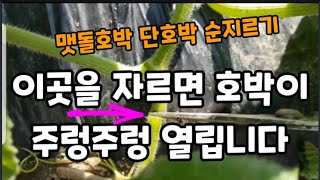 (곁순치기)맷돌호박 크고 많이 열리게 하는 꿀팁!~ #맷돌호박곁순치기 #맷돌호박순지르기 #애호박순치기 #단호…