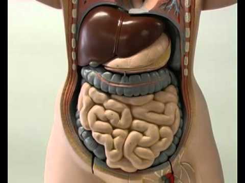 Il corpo umano (3/5) Il sistema digerente