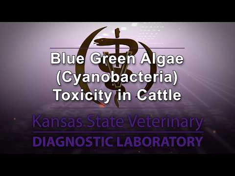 Blue-green Algae Toxicity