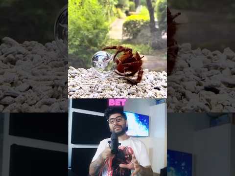 What a hermit crab looks like curling up into a shell. #Shorts