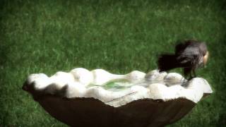 Bird Bath HD 720p