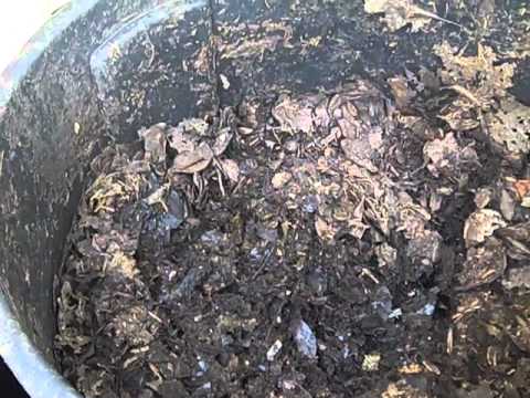 Pre-compost as Worm Food