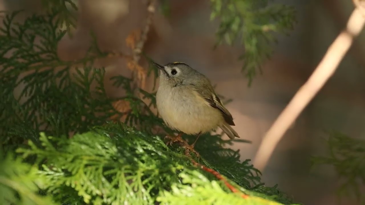 ゴン太のバードウォッチング　キクイタダキ