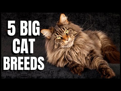 5 Big Cat Breeds